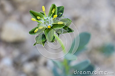 Endemism Rudilla verde baza - Haplophyllum bastetanum Stock Photo