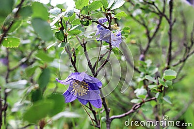 Ending flowering cycle of a purple agrestic flower on a green shrub Stock Photo