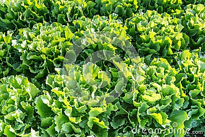 Endive plants in the field from close Stock Photo
