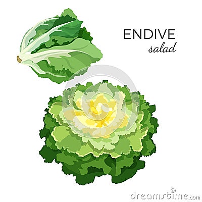 Endive salad fresh organic vegetarian vegetable vector illustration Vector Illustration
