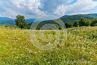 Endless field with a huge number of wildflowers against the background of green mountains Stock Photo