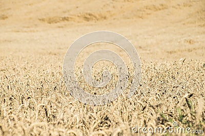 Endless field of rye corn Stock Photo