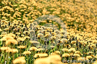 Endless field of spring flowers. Stock Photo