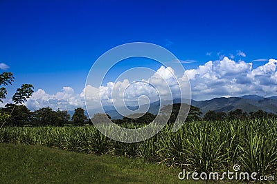 Landscape of valle del cauca en colombia Editorial Stock Photo