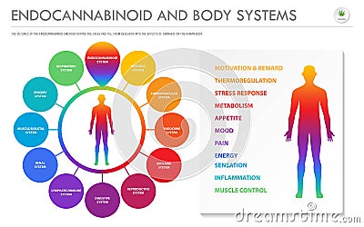 Endocannabinoid and Body Systems horizontal business infographic Cartoon Illustration