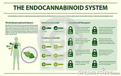 The Endocannabinoid System horizontal infographic Cartoon Illustration