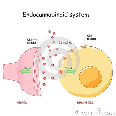 Endocannabinoid system. medical cannabis Vector Illustration
