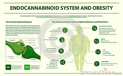 Endocannabinoid System and Obesity horizontal infographic Cartoon Illustration