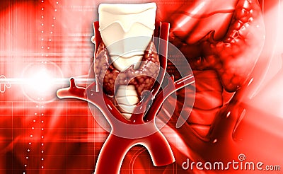 Endocrine parathyroid gland Stock Photo