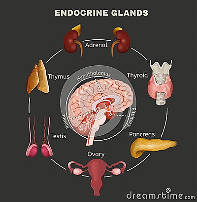 Endocrine System Image Vector Illustration