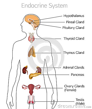 Endocrine System Image Vector Illustration