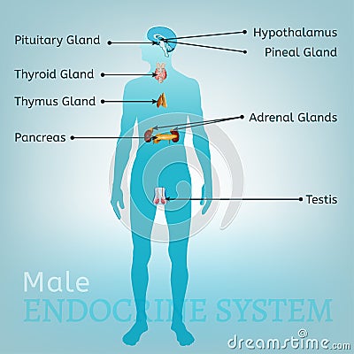 Endocrine System Image Vector Illustration