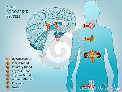 Endocrine System Image Vector Illustration