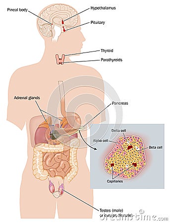 The endocrine system Stock Photo