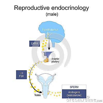Endocrine system of reproduction and fertility Vector Illustration