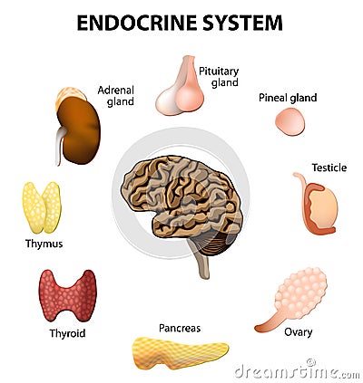 Endocrine system. Set icons Vector Illustration