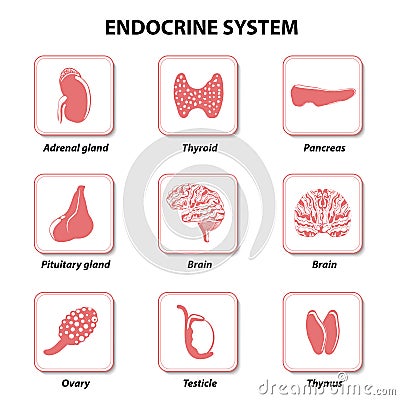 Endocrine system. Set icons Vector Illustration