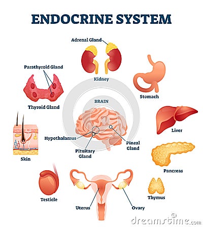 Endocrine system vector illustration. Inner hormonal organ educational scheme Vector Illustration