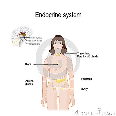 Endocrine system. for woman. Closeup of endocrine glands in a brain Vector Illustration