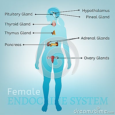 Endocrine System Woman Vector Illustration