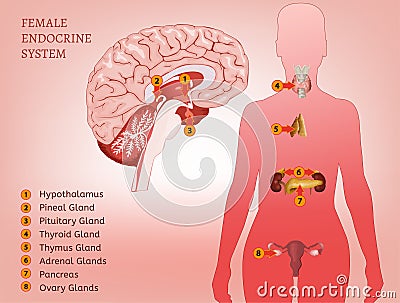 Endocrine System Woman Vector Illustration