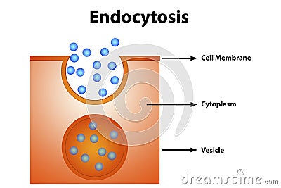 Endocytosis diagram Stock Photo