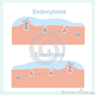 Endocytosis, exocytosis diagrams. Cell transports proteins into,, from cell, scheme Vector Illustration