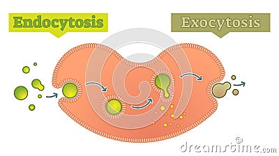 Endocytosis and exocytosis diagram vector illustration Vector Illustration