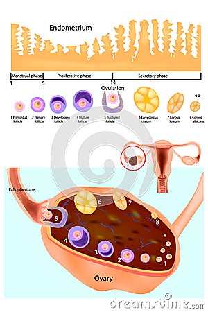 Endometrium. Normal ovary, follicular development and ovulation. Vector Illustration