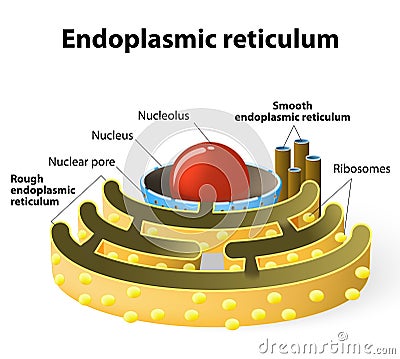Endoplasmic Reticulum Stock Vector - Image: 55697274