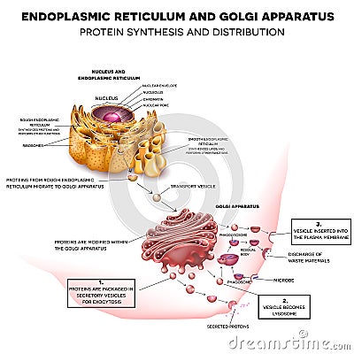 Endoplasmic reticulum and Golgi Apparatus Vector Illustration