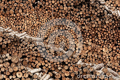 Ends of Logged Wood Stacked Stock Photo