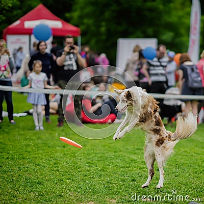 Energetic dog with attentive expressive eyes in summer park during catching frisbee disc, jump moment. Happiness in Stock Photo