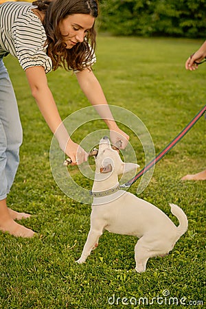 Dog Parson Russell Terrier breed is playing in green park with his owner. Summer time or beginning of autumn. Nature Stock Photo