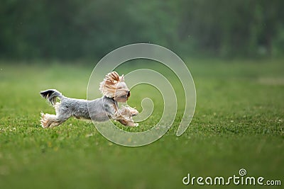 Energetic Yorkshire Terrier in mid-run, focused and playful. Stock Photo