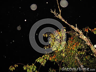 Energy orbs over a tree at night Stock Photo