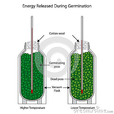 Energy released during germination of peas Vector Illustration