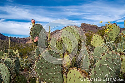 Engelmanns Prickly Pear Cactus in Organ Pipe National Monument in the Sonoran Desert of Southwest Arizona Stock Photo