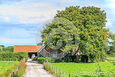 Farm in polder landscape in shade of mature oak tree Editorial Stock Photo