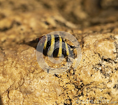 Engina trifasciata, is commonly known as the `striped engina` or `bumble bee snail` Stock Photo