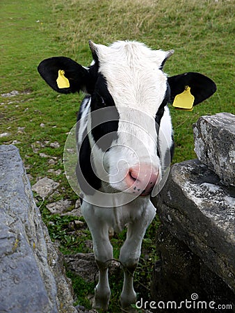 England: calf with drystone wall Stock Photo