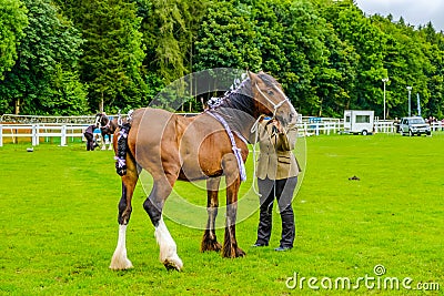 England Cartmel August 3rd 2016 shire horses showing in ring at Carmel Agricultural Show Editorial Stock Photo