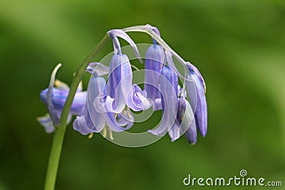 English Bluebell in close up Stock Photo