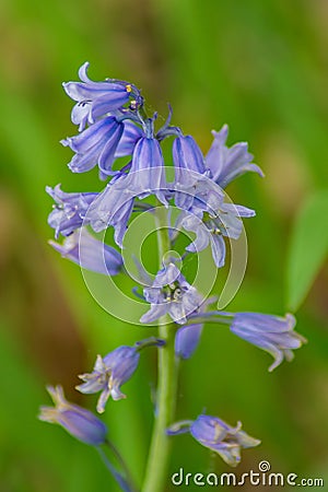 English Bluebell Hyacinthoides non-scripta Stock Photo