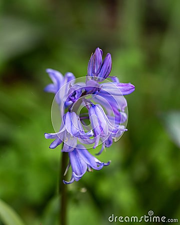 English or British common bluebell Hyacinthoides non-scripta in woodland Stock Photo