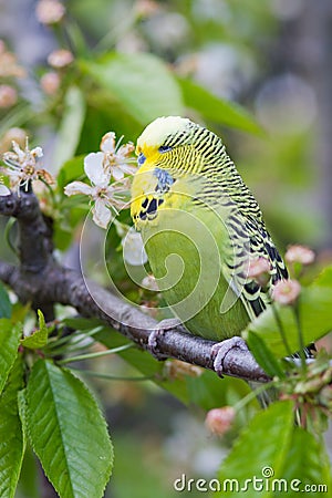 English Budgie Stock Photo