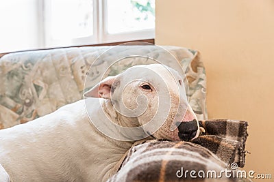 English Bull terrier Stock Photo