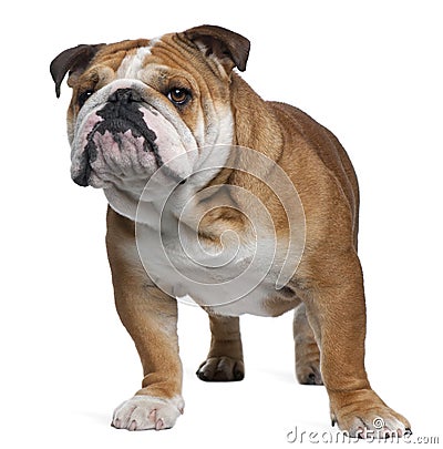 English Bulldog, 18 months old, standing Stock Photo