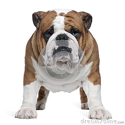 English Bulldog, 2 years old, standing Stock Photo