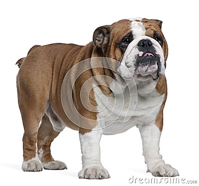 English Bulldog, 2 years old, standing Stock Photo